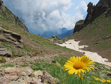 Pizzo dei Tre Signori (2554 m) dalla Val d’Inferno fiorita-24lu24 - fotogallery